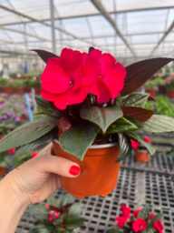 Sol Luna™ Candy Apple