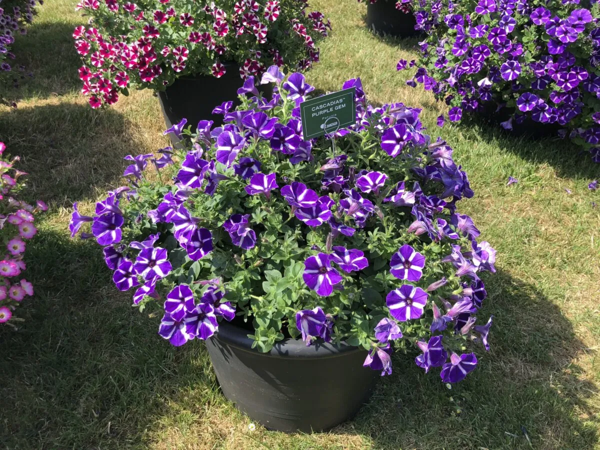 Cascadias™ Purple Gem