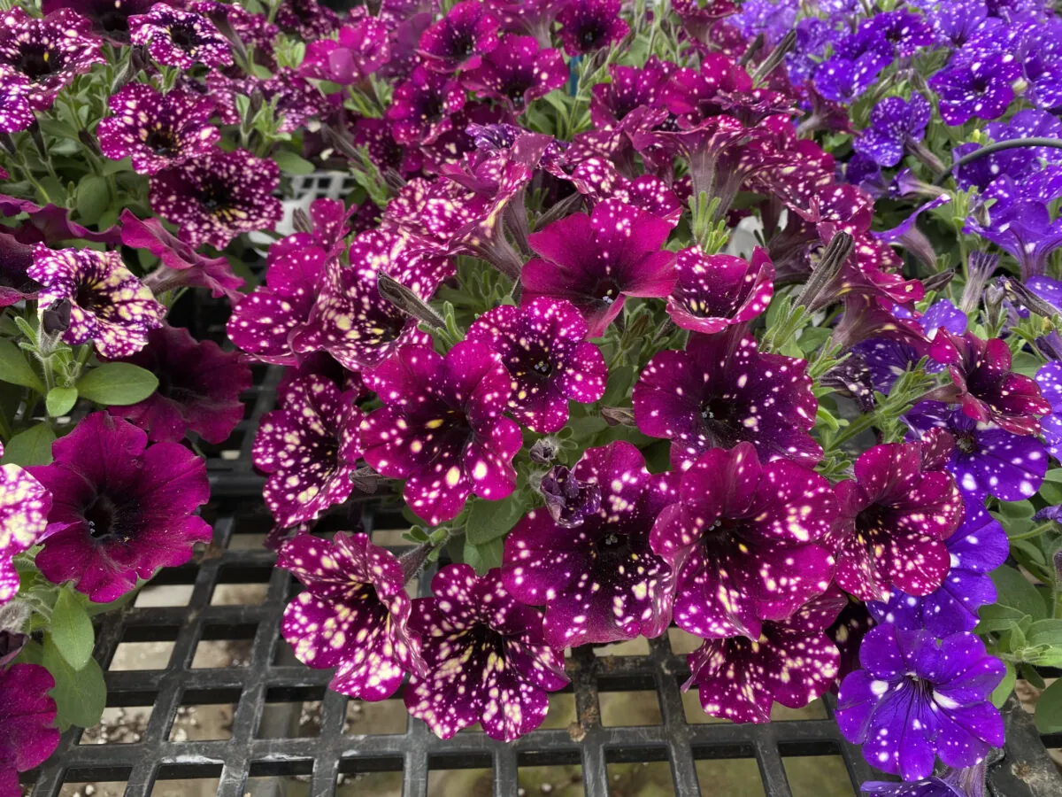 SPLASH DANCE® Magenta Mambo