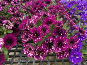 SPLASH DANCE® Magenta Mambo