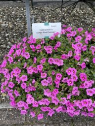 Colibri™ Pink Flamingo