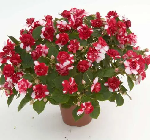 Musica® Bicolor Dark Red