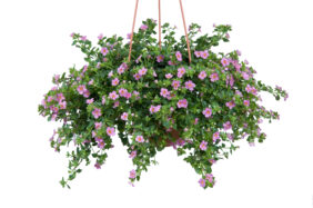 Scopia® Great Pink Beauty