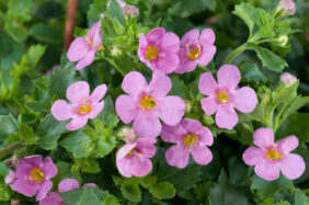 Scopia® Great Pink Beauty