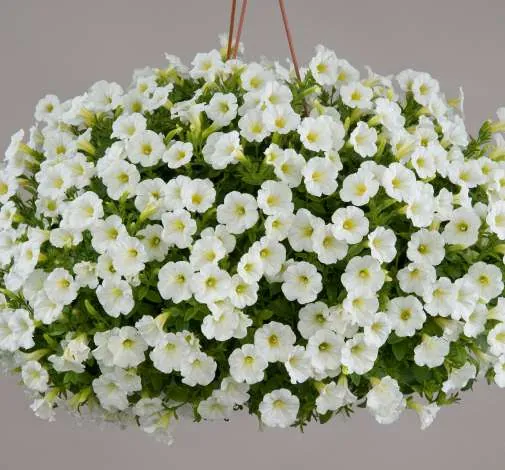Littletunia® White Grace