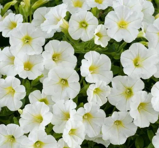 Littletunia® White Grace