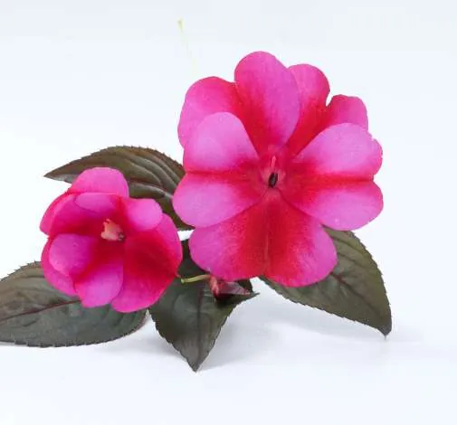 Harmony® Fuchsia Cream