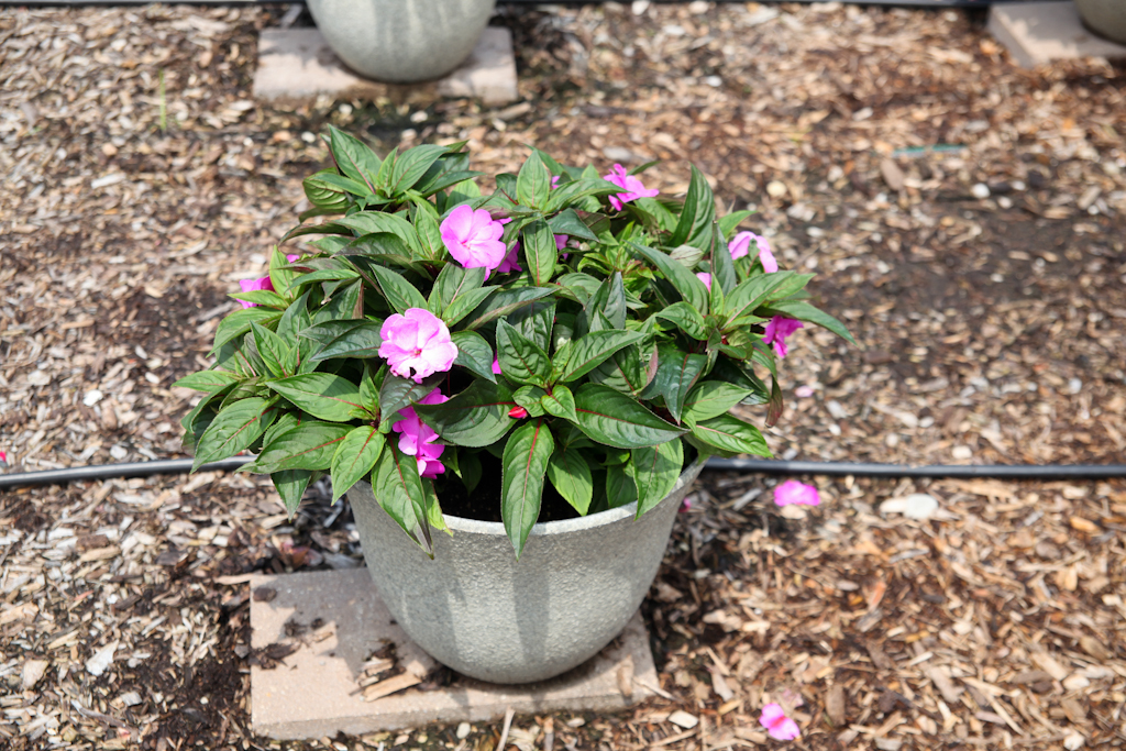 Harmony® Radiance™ Lilac - Danziger
