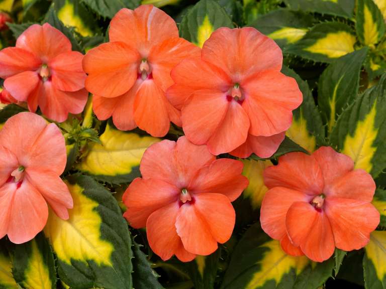 SunPatiens® Compact Coral Pink Danziger