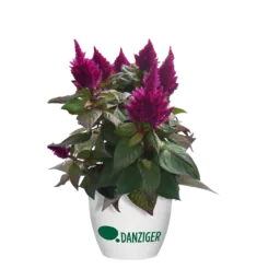 Kelos™ Fire Purple