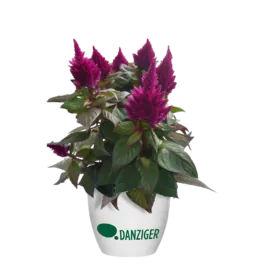 Kelos™ Fire Purple