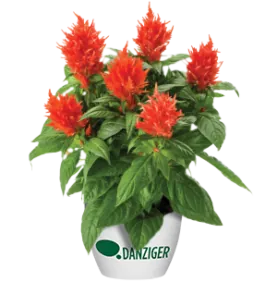 Kelos™ Fire Orange