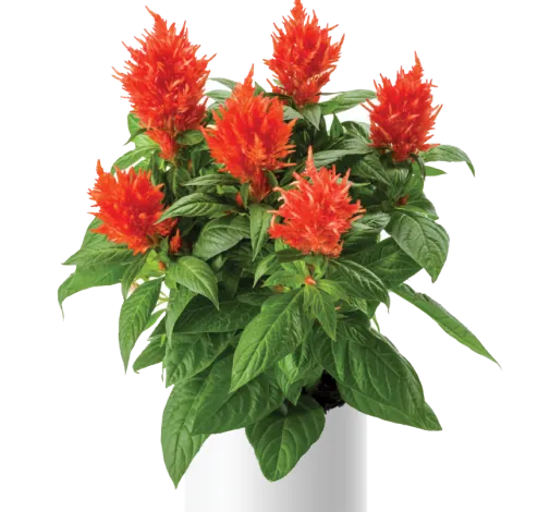 Kelos™ Fire Orange