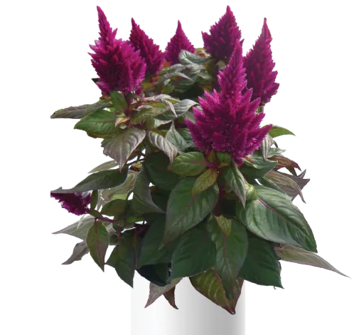 Kelos™ Fire Purple