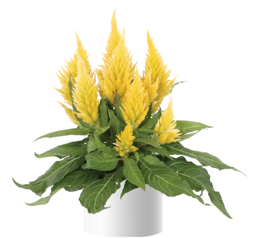 Kelos™ Fire Yellow