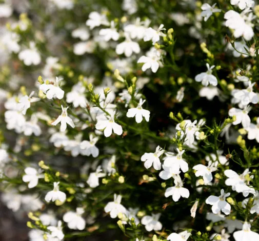 GLOW™ WHITE LIGHTNING