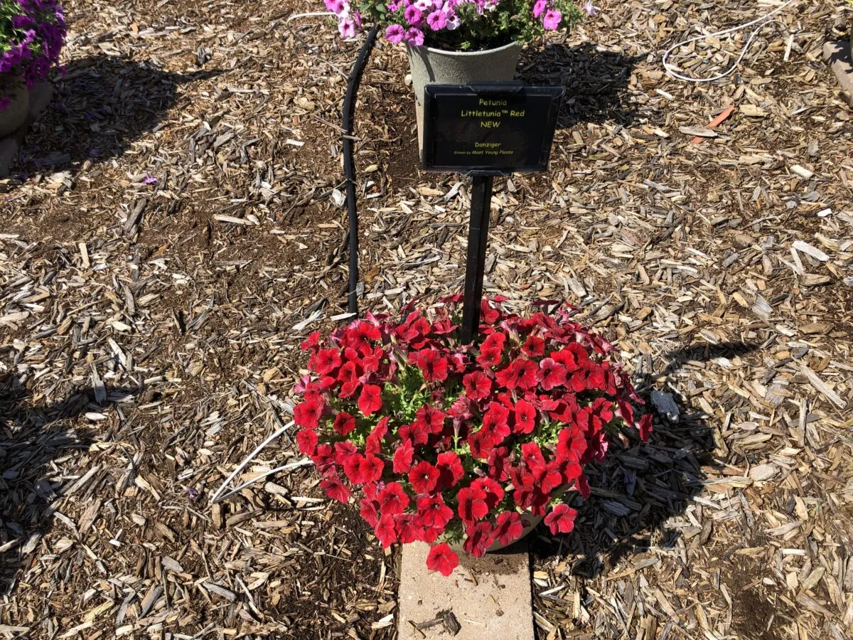 Littletunia® Bright Red