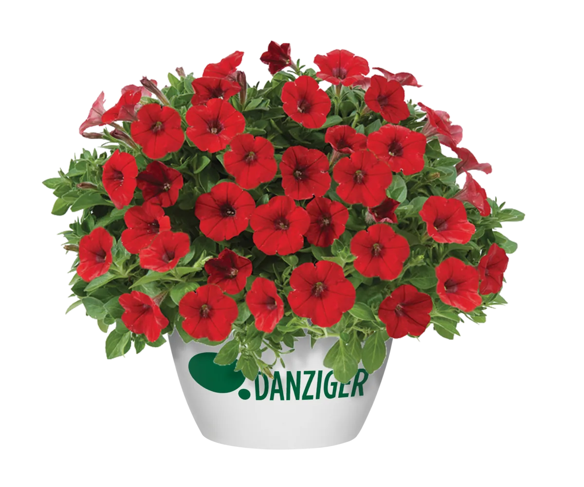 Littletunia® Bright Red