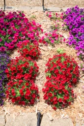 Littletunia® Bright Red