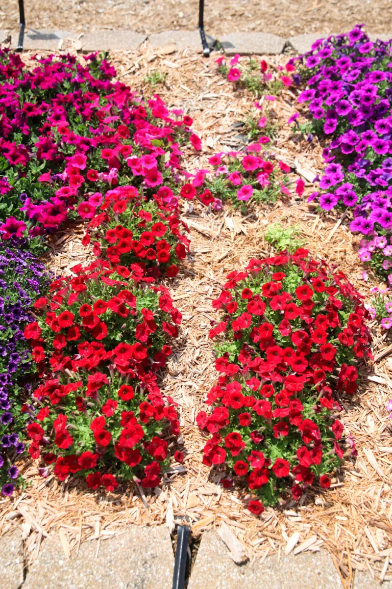 Littletunia® Bright Red