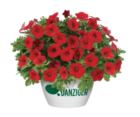 Littletunia® Bright Red