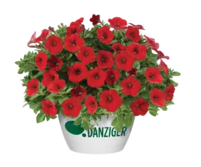Littletunia® Bright Red