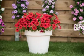 Littletunia® Bright Red