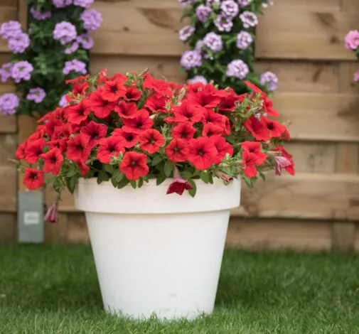 Littletunia® Bright Red