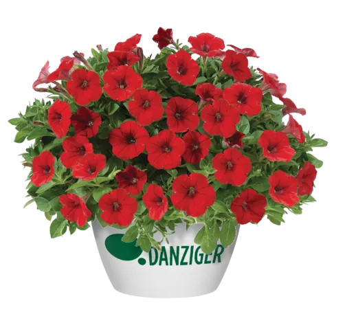 Littletunia® Bright Red
