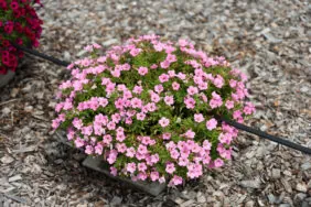 Littletunia® Pink