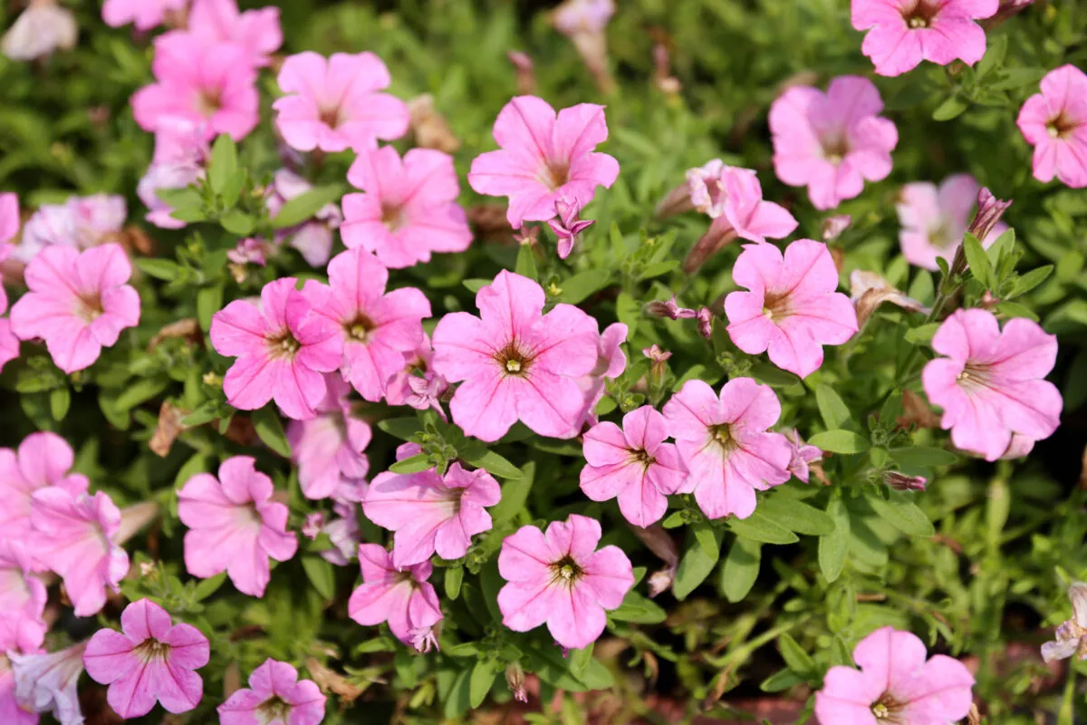 Littletunia® Pink