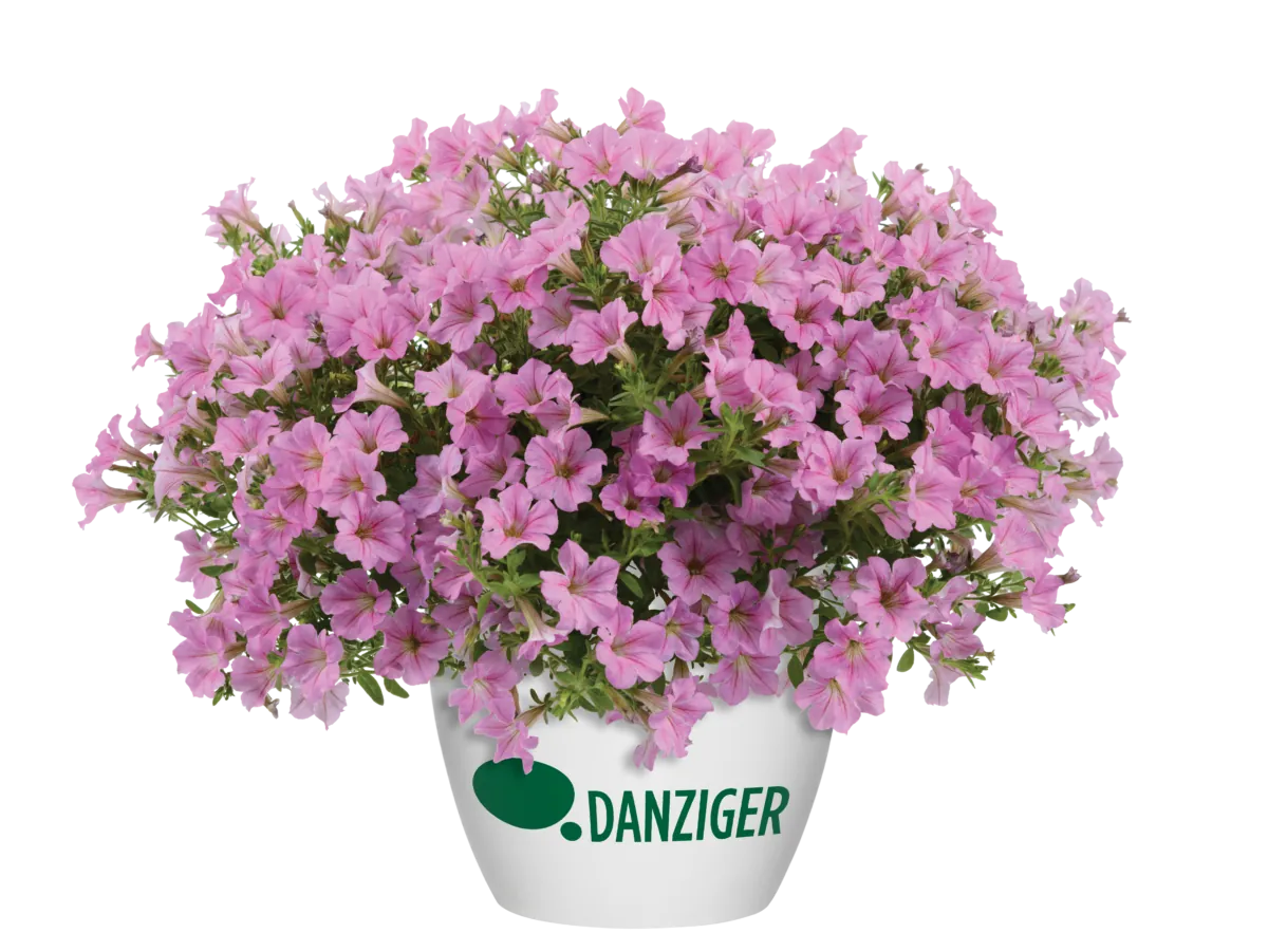 Littletunia® Pink