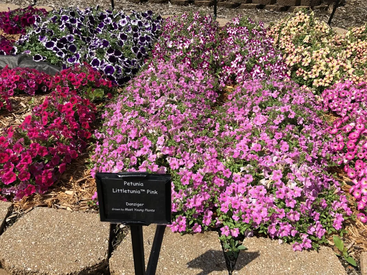 Littletunia® Pink