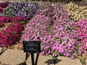 Littletunia® Pink