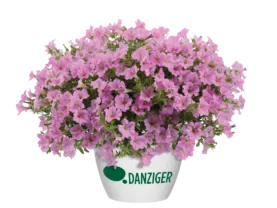 Littletunia® Pink