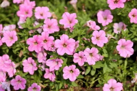 Littletunia® Pink