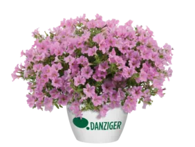Littletunia® Pink
