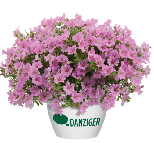 Littletunia® Pink