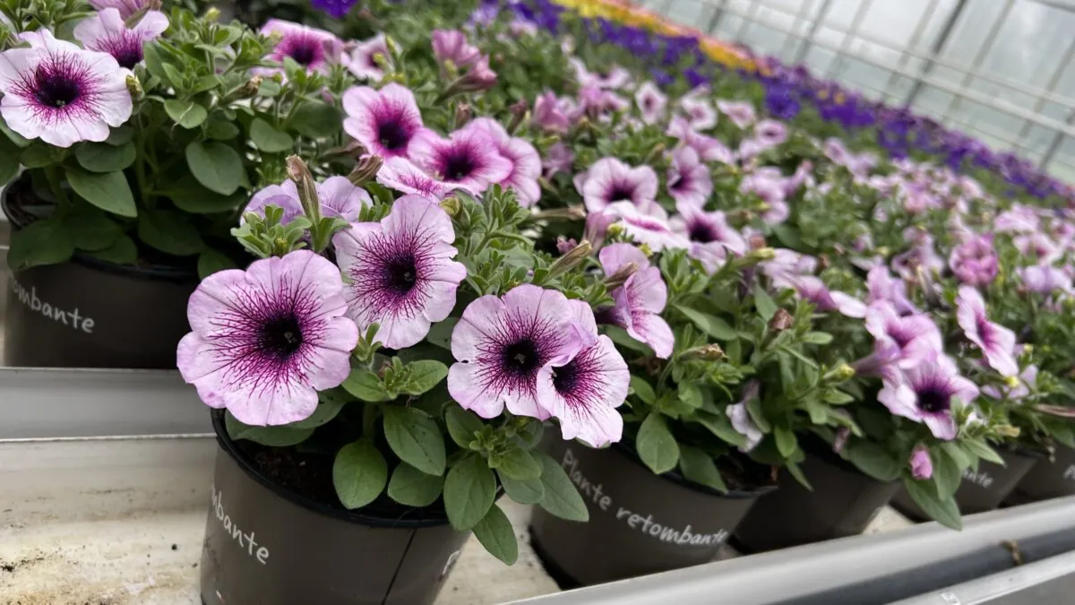 Littletunia® Pink Splash