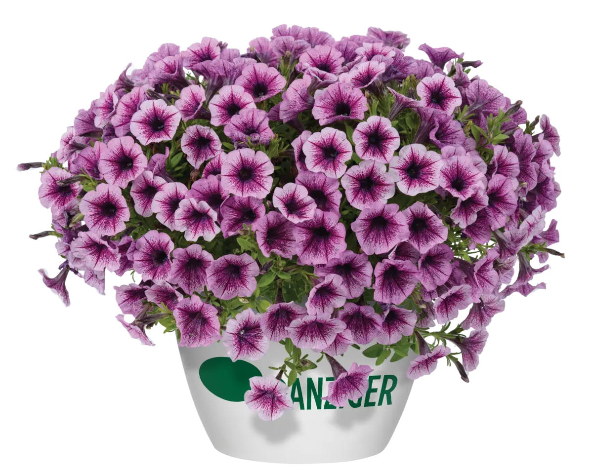 Littletunia® Pink Splash