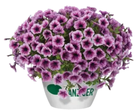 Littletunia® Pink Splash