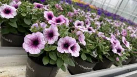 Littletunia® Pink Splash