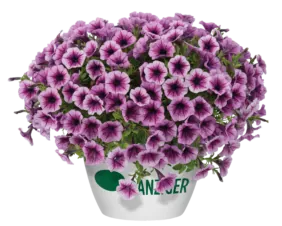 Littletunia® Pink Splash
