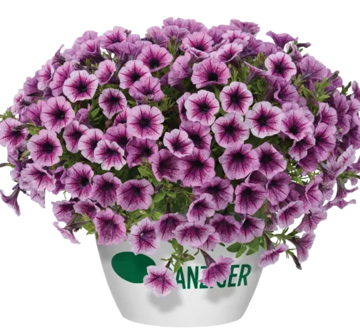 Littletunia® Pink Splash
