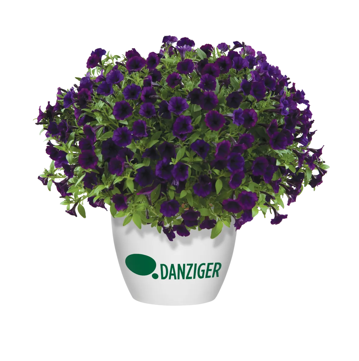Littletunia® Purple Blue