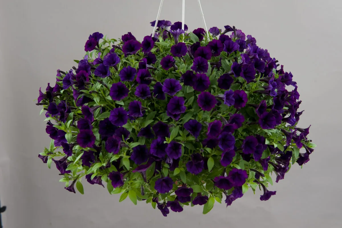 Littletunia® Purple Blue
