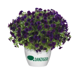 Littletunia® Purple Blue