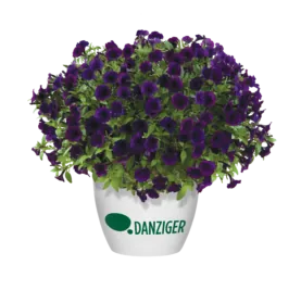 Littletunia® Purple Blue