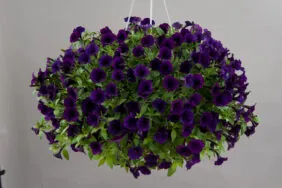 Littletunia® Purple Blue