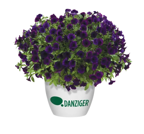 Littletunia® Purple Blue